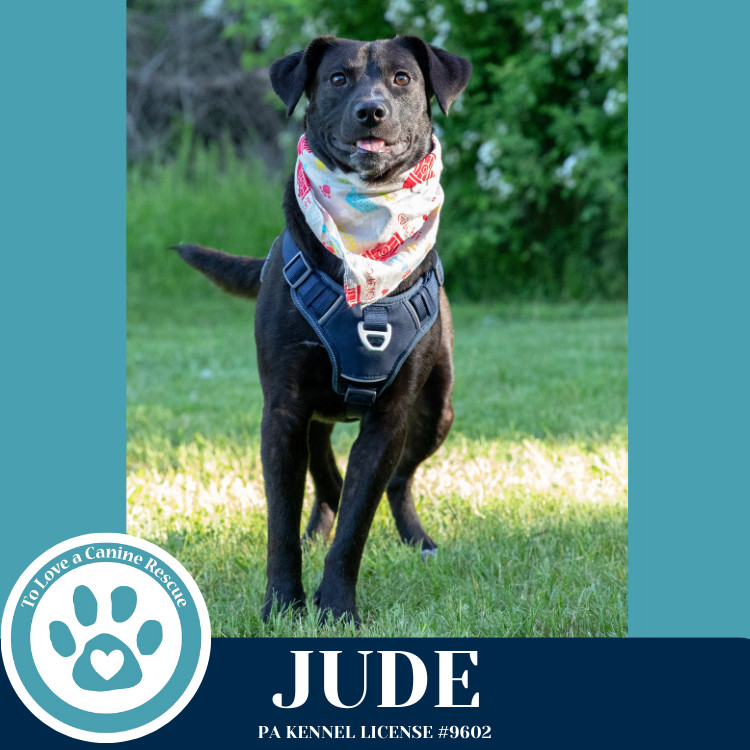 Jude (Jabberwockies) 030125
