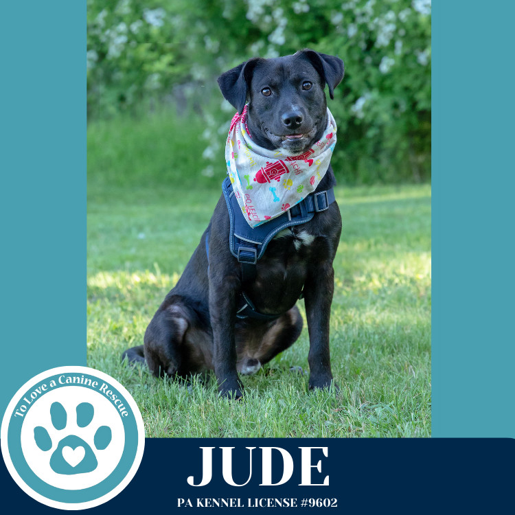 Jude (Jabberwockies) 030125