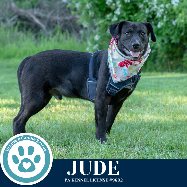 Jude (Jabberwockies) 030125
