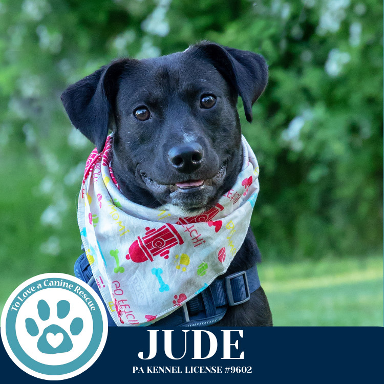 Jude (Jabberwockies) 030125