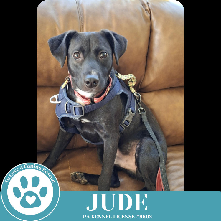 Jude (Jabberwockies) 030125
