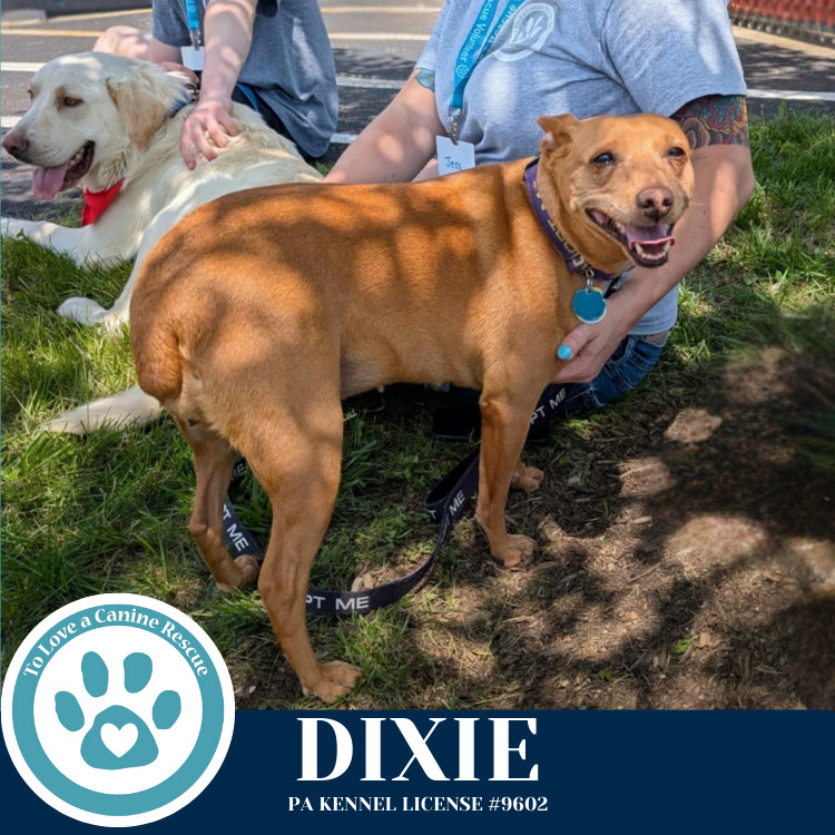 Dixie 030125
