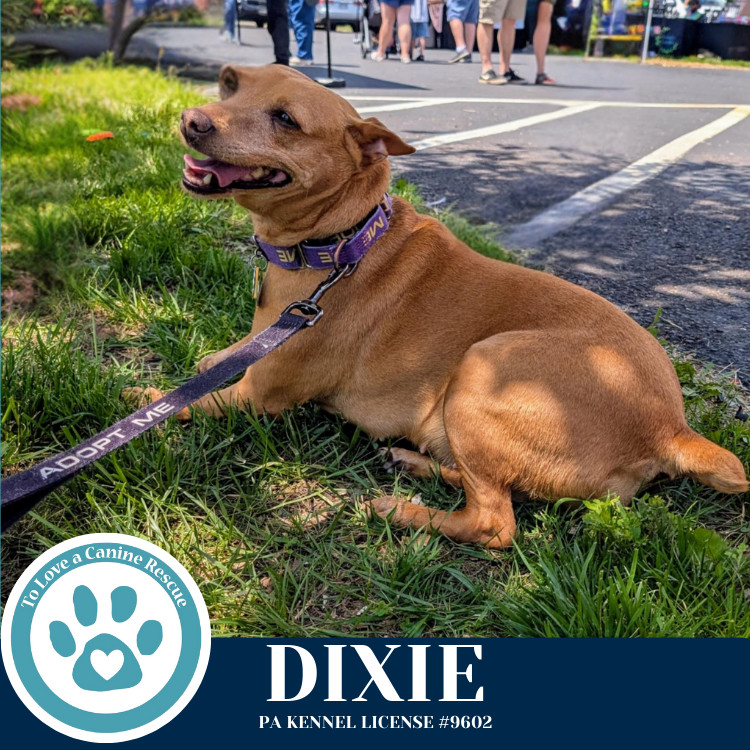 Dixie 030125