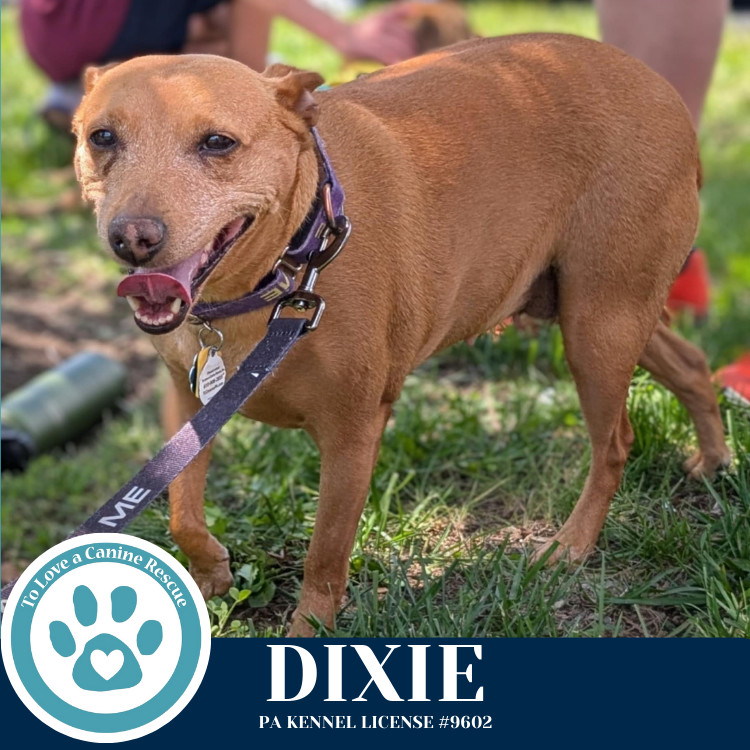 Dixie 030125