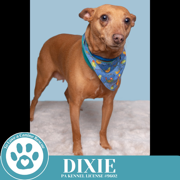 Dixie 030125
