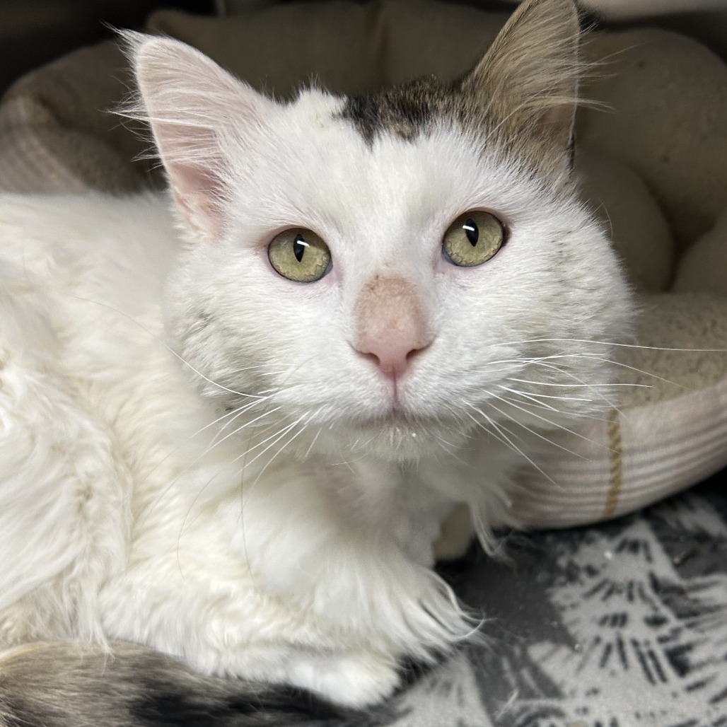 Chowder, an adoptable Domestic Long Hair in Detroit Lakes, MN, 56501 | Photo Image 1