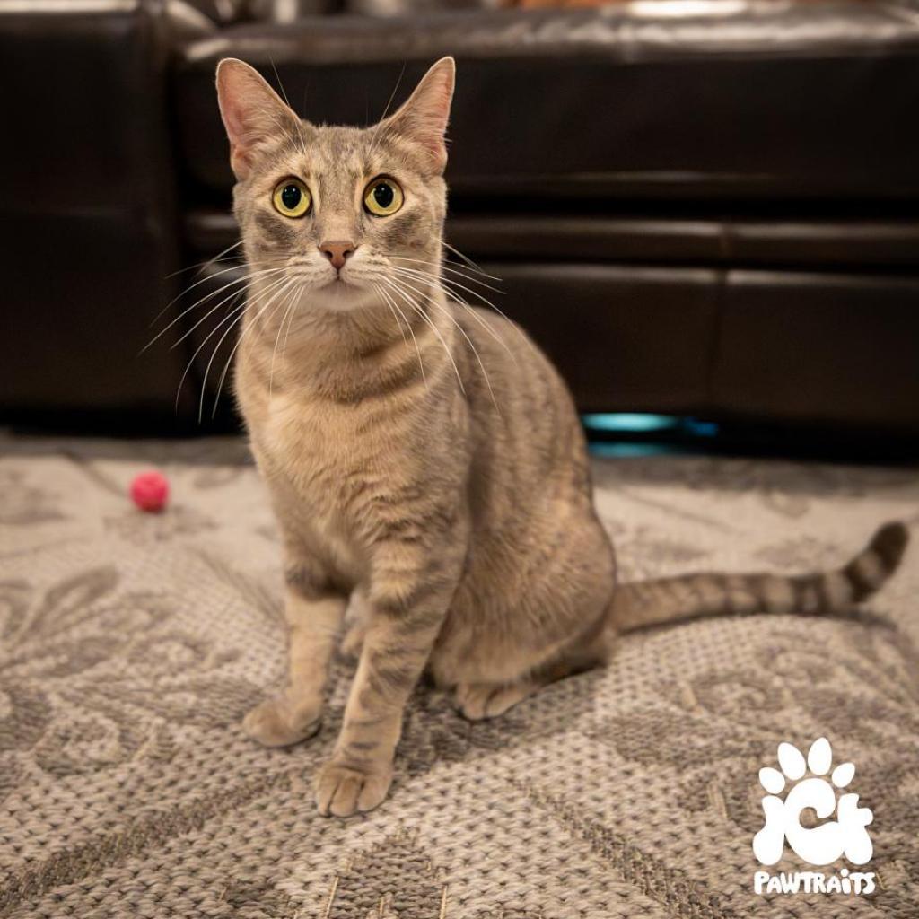 Missy, an adoptable Domestic Short Hair in Boulder, CO, 80304 | Photo Image 1