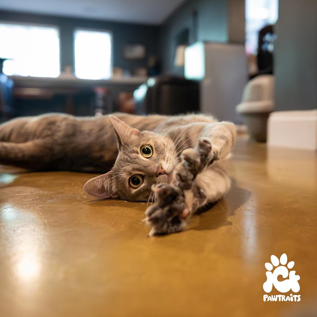 Missy, an adoptable Domestic Short Hair in Boulder, CO, 80304 | Photo Image 2