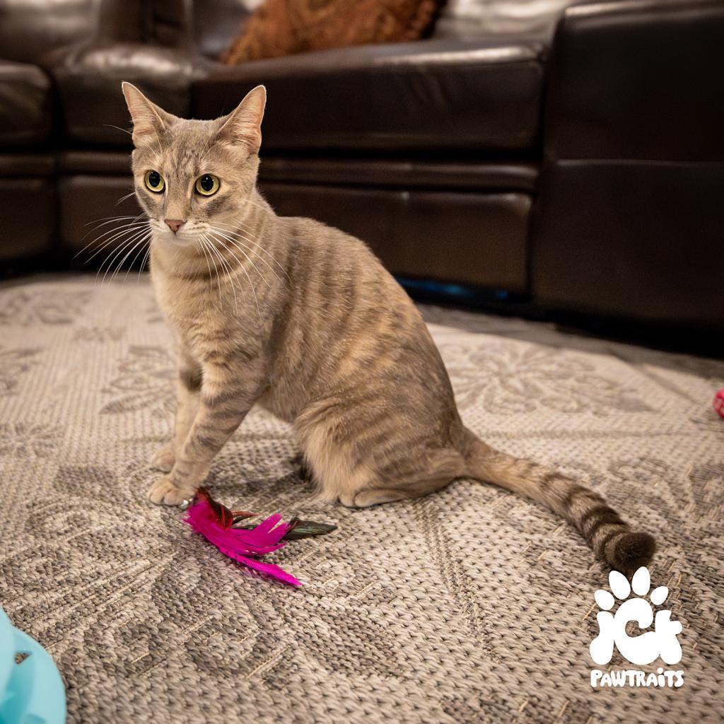 Missy, an adoptable Domestic Short Hair in Boulder, CO, 80304 | Photo Image 4