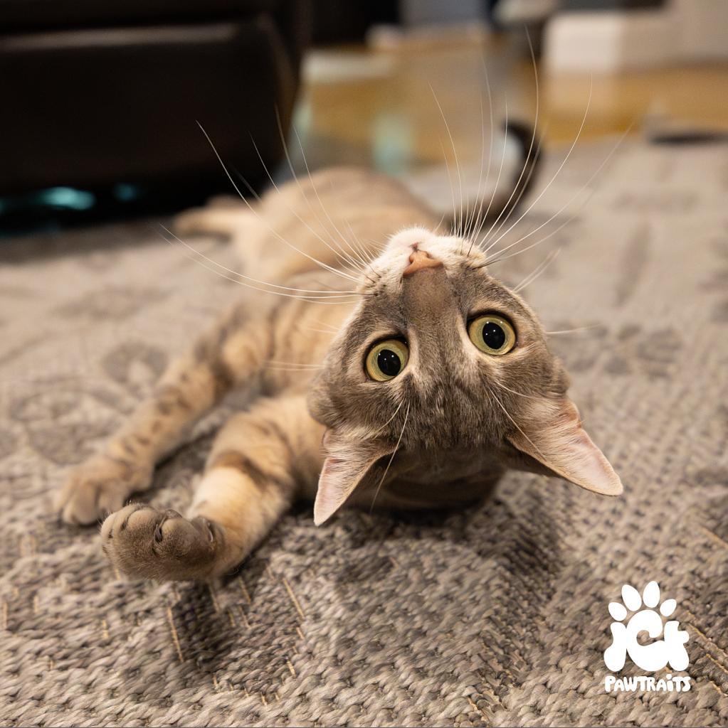 Missy, an adoptable Domestic Short Hair in Boulder, CO, 80304 | Photo Image 5