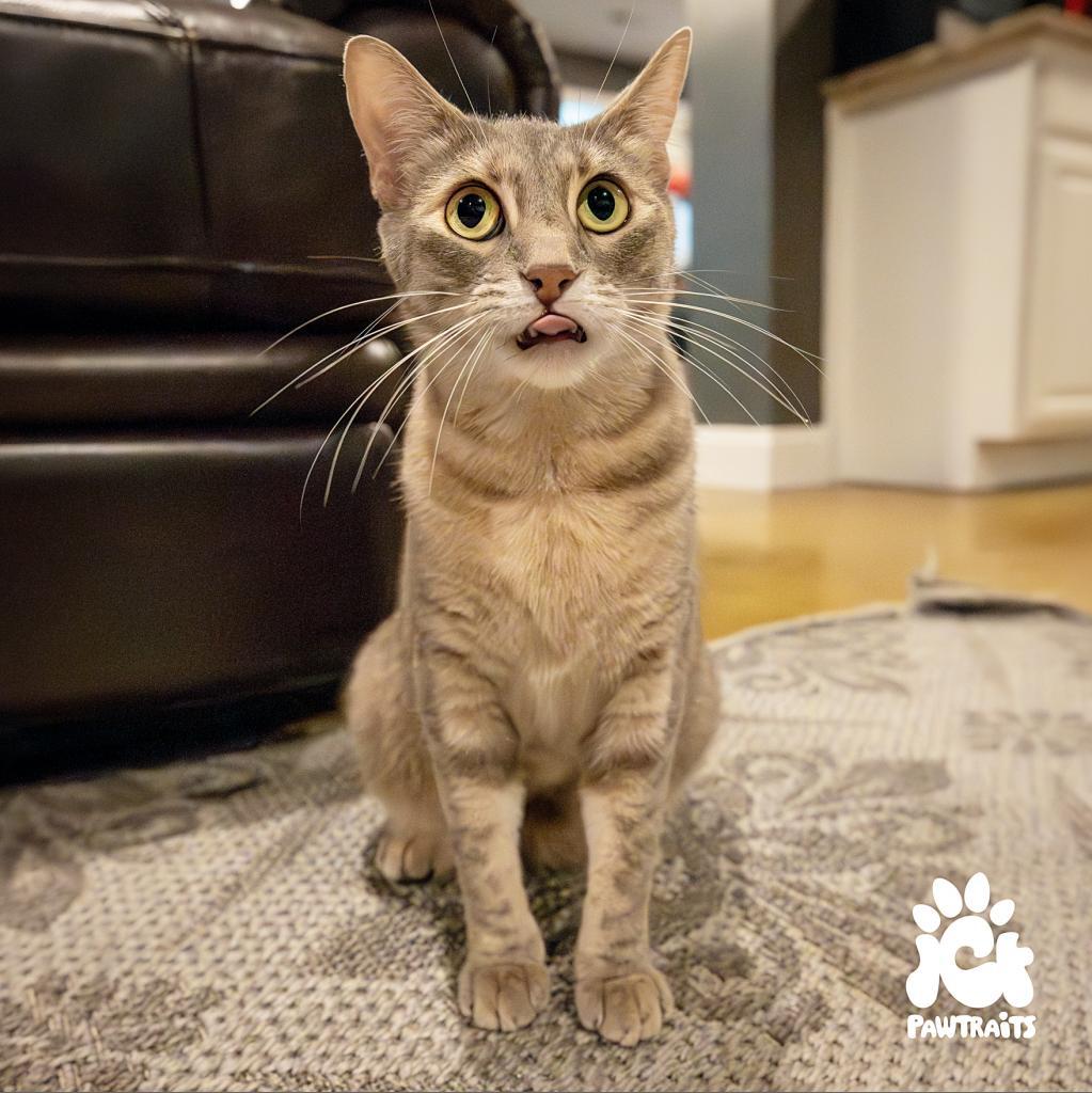 Missy, an adoptable Domestic Short Hair in Boulder, CO, 80304 | Photo Image 6