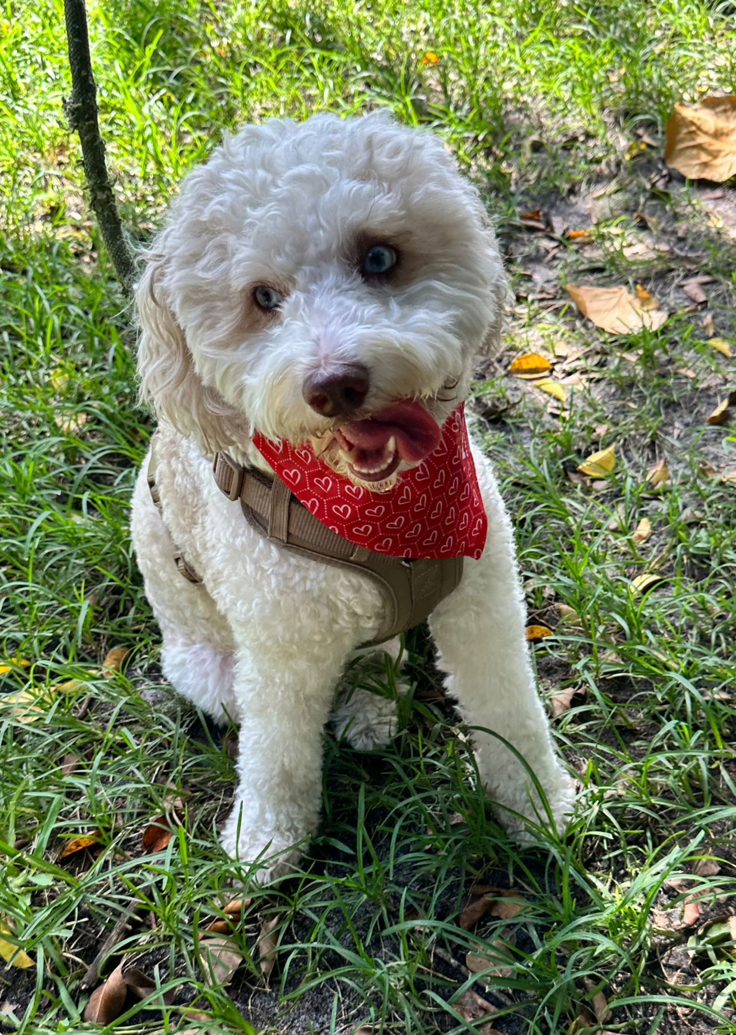 TOBIAS