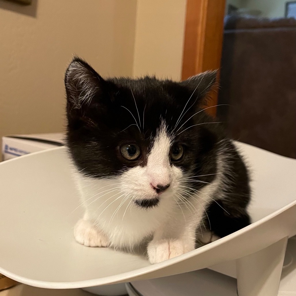 Pip, an adoptable Domestic Short Hair in Ashland, OR, 97520 | Photo Image 2