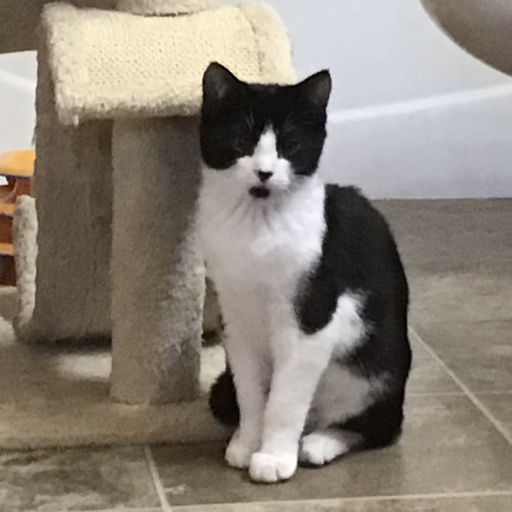 Pip, an adoptable Domestic Short Hair in Ashland, OR, 97520 | Photo Image 3