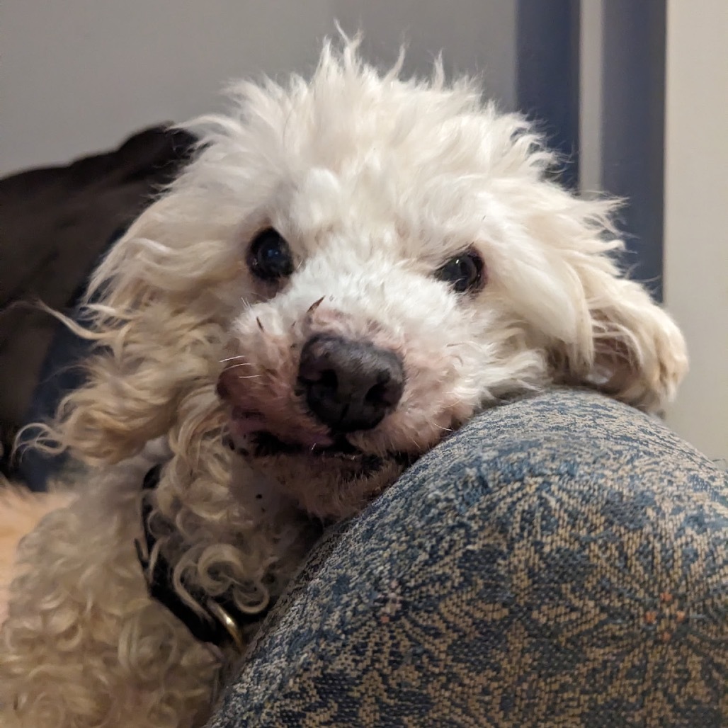 Dr. Teeth