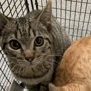 Mendoncino Meadowbrook and Loma Alta came to us after they lost their home in t