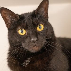 Dawny, Adult Female Domestic Short Hair