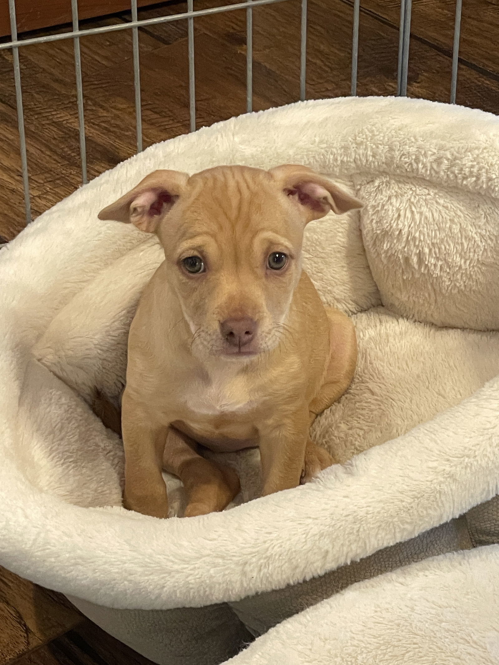 Snickers, an adoptable Cattle Dog, Pit Bull Terrier in Polson, MT, 59860 | Photo Image 1