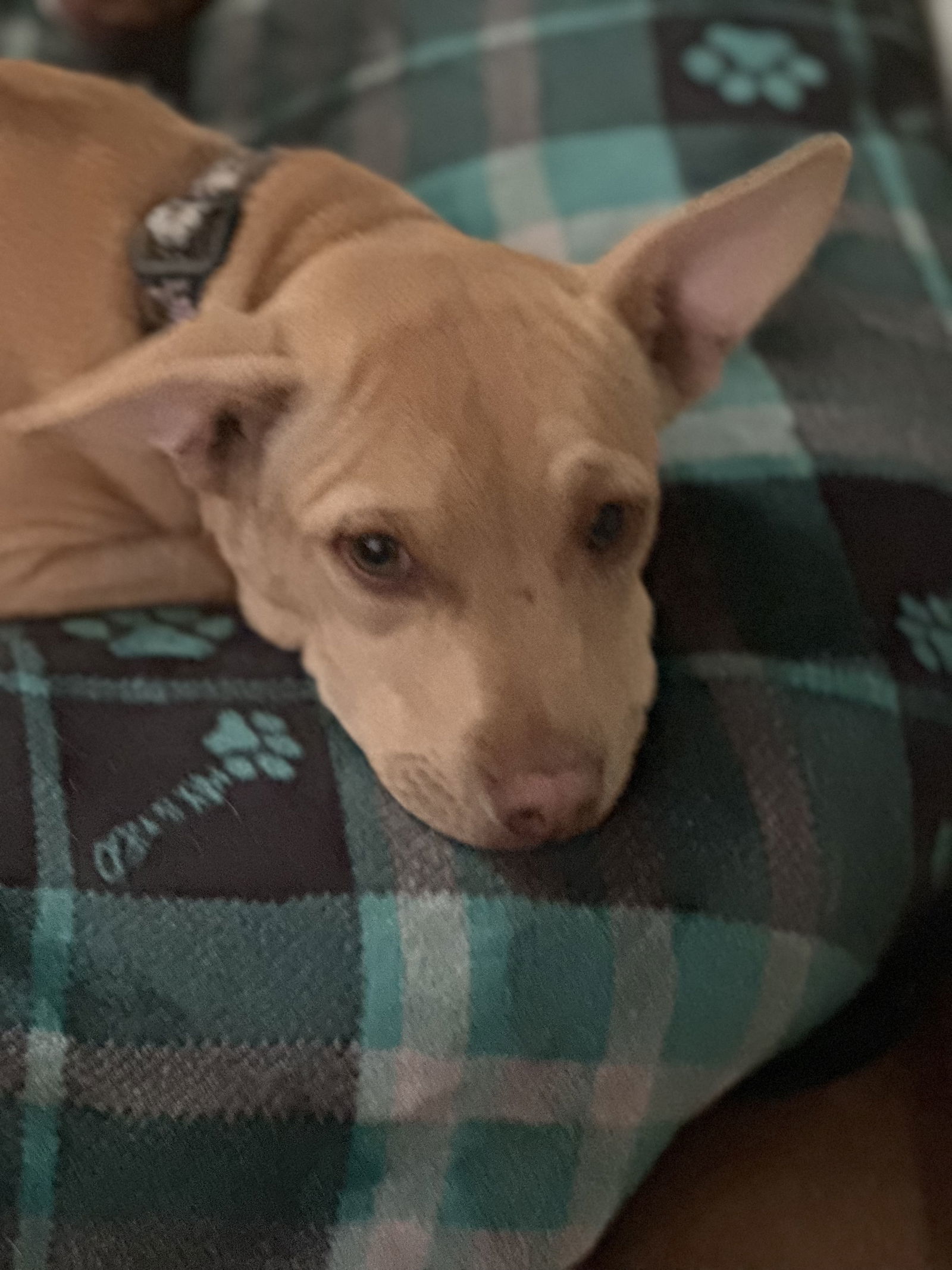Snickers, an adoptable Pit Bull Terrier, Chihuahua in Polson, MT, 59860 | Photo Image 2