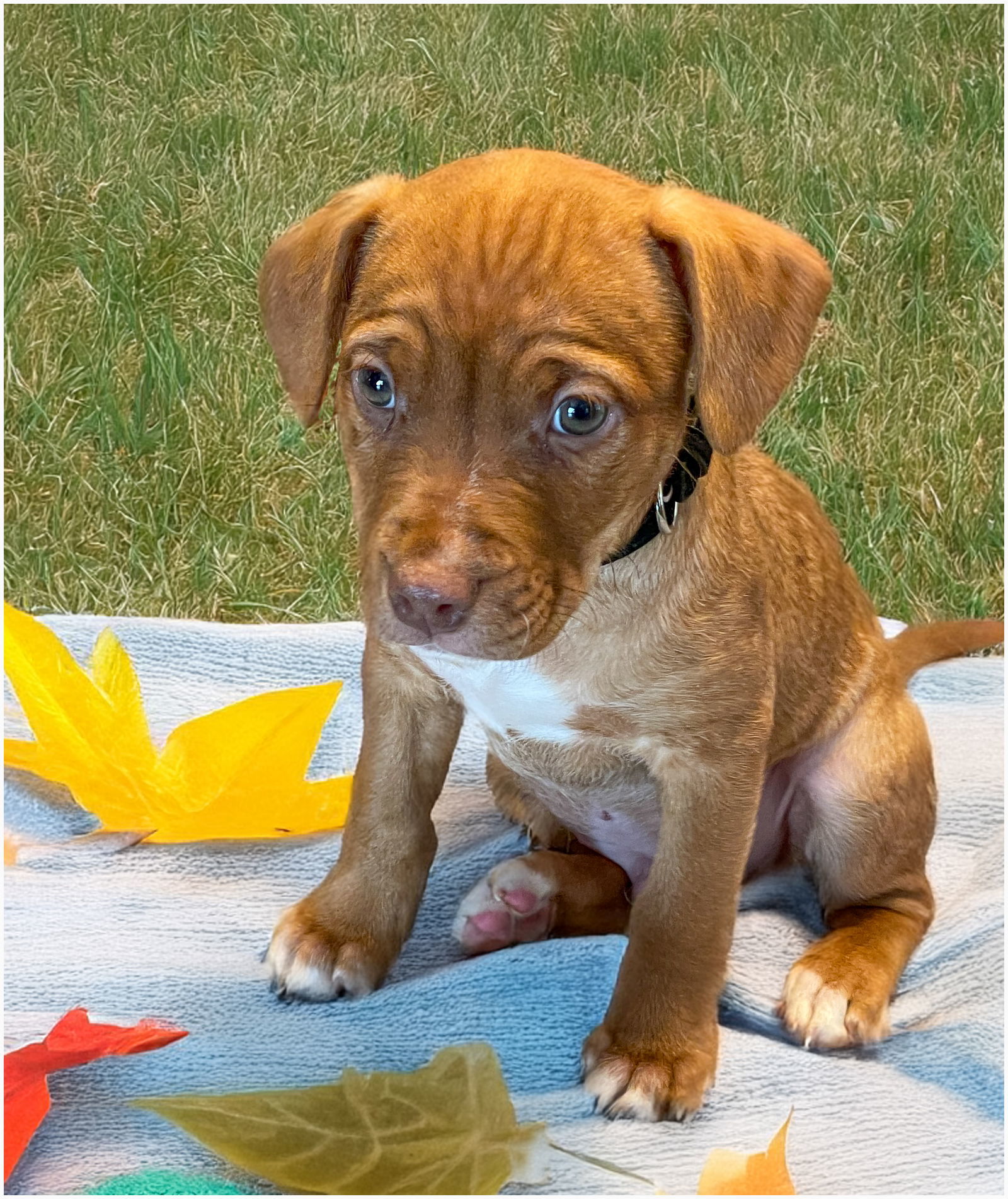 Heath, an adoptable Cattle Dog, Pit Bull Terrier in Polson, MT, 59860 | Photo Image 1