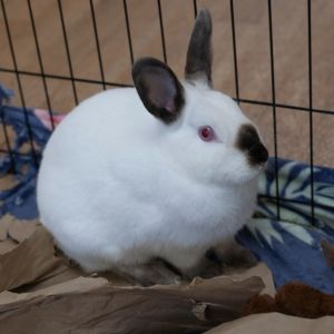 Spam, Adult Female Californian