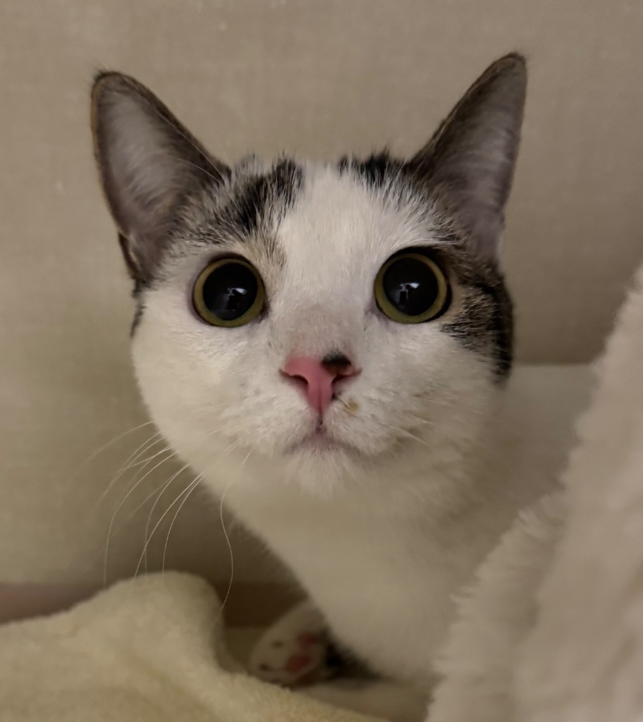 Evie, an adoptable Domestic Short Hair in Winnipeg, MB, R3H 0M1 | Photo Image 1