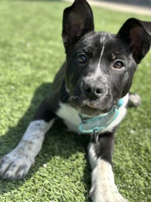 Rhea, Baby Female Pit Bull Terrier