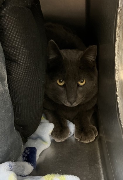 Barn Cat Albert, an adoptable Domestic Short Hair in Longmont, CO, 80501 | Photo Image 1