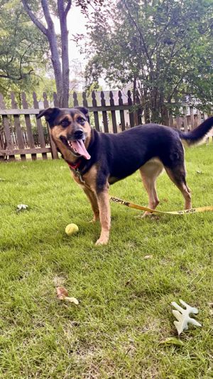 Jean Shepherd Dog