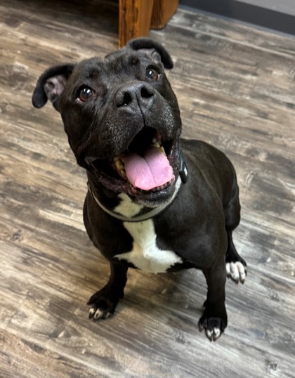 Ace, an adoptable American Bulldog, Mixed Breed in Willmar, MN, 56201 | Photo Image 1