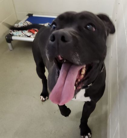 Ace, an adoptable American Bulldog, Mixed Breed in Willmar, MN, 56201 | Photo Image 2