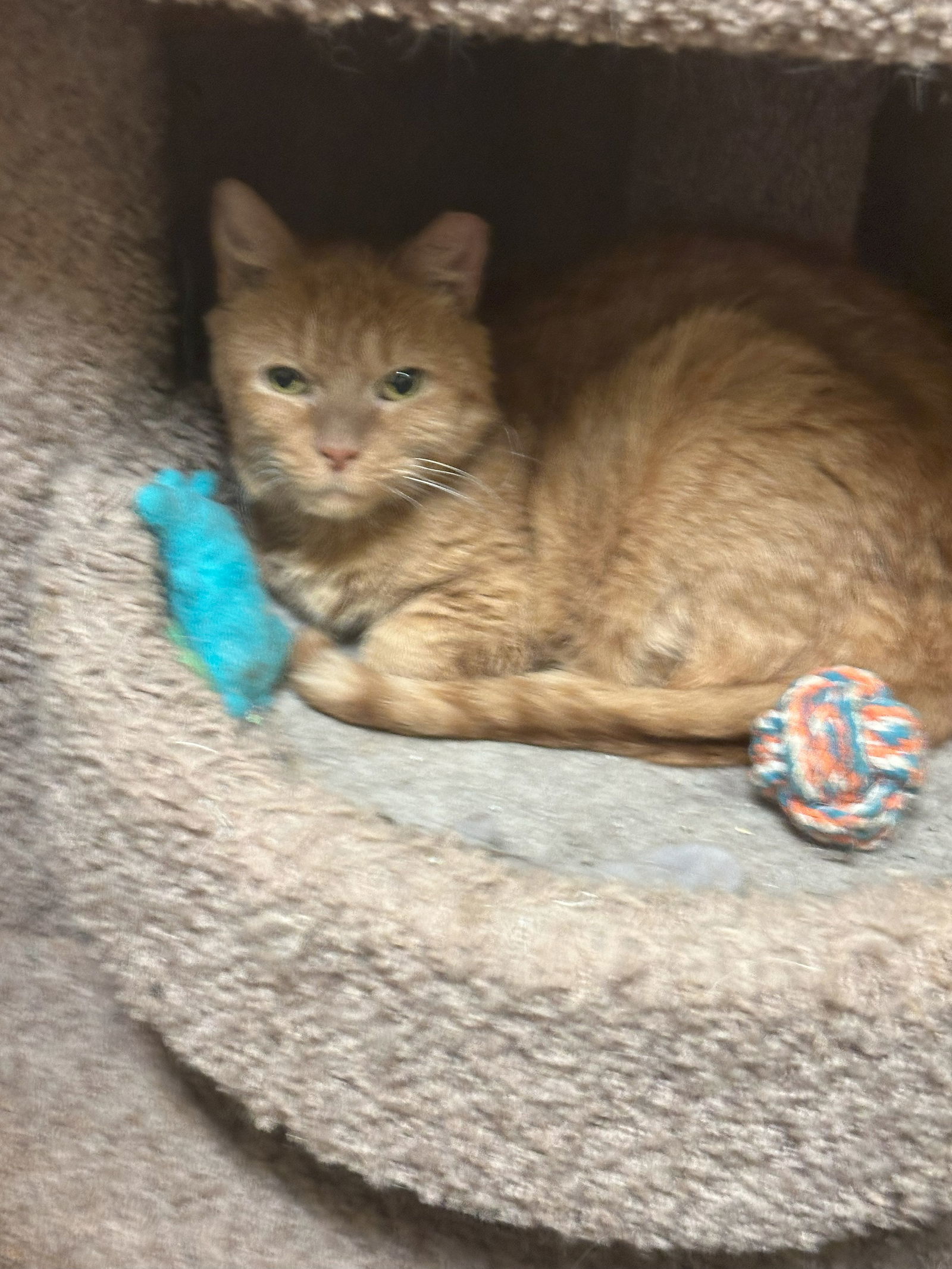 Red, an adoptable Domestic Short Hair in Jackson, MS, 39213 | Photo Image 1
