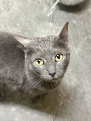 Ghost, Young Male Domestic Short Hair