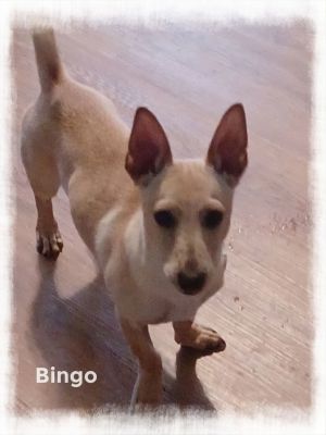 Bingo, Young Male unknown