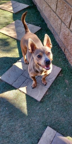 Coco, Adult Female unknown