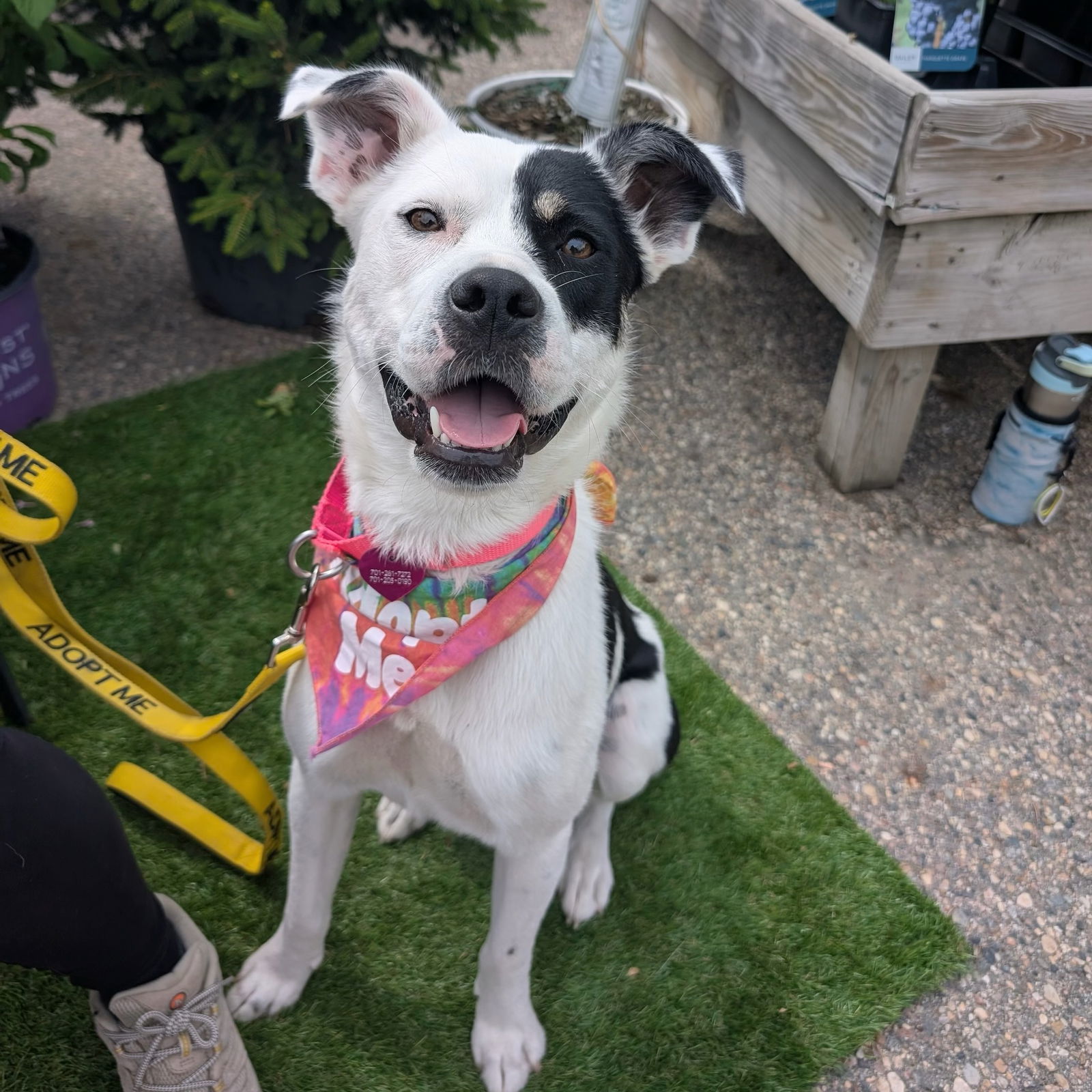 Padme, an adoptable Pit Bull Terrier in Fargo, ND, 58103 | Photo Image 1