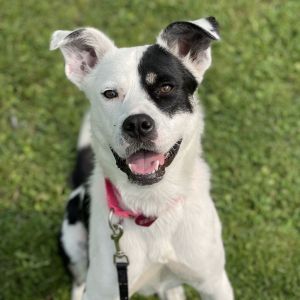 Padme, Adult Female Pit Bull Terrier