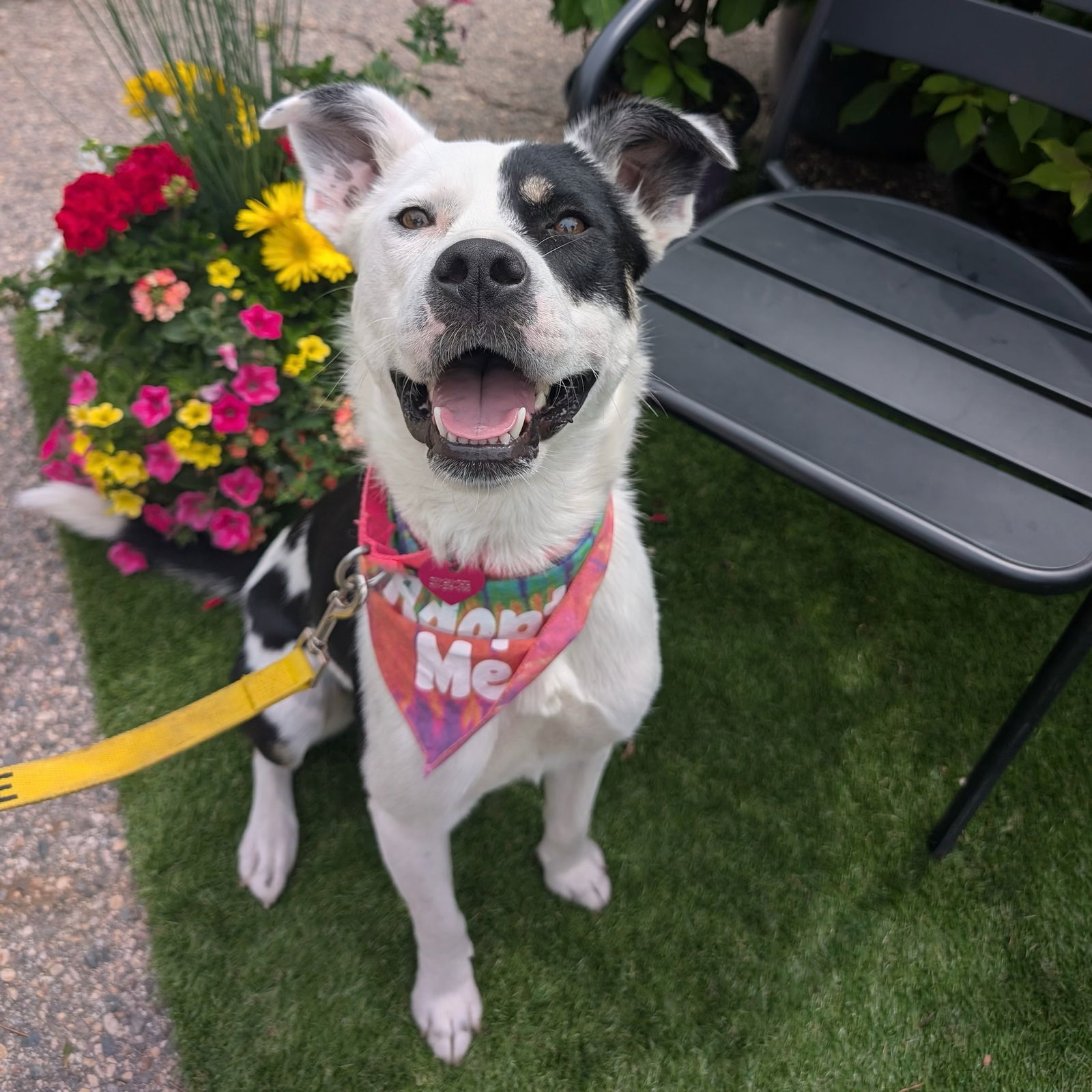 Padme, an adoptable Pit Bull Terrier in Fargo, ND, 58103 | Photo Image 2