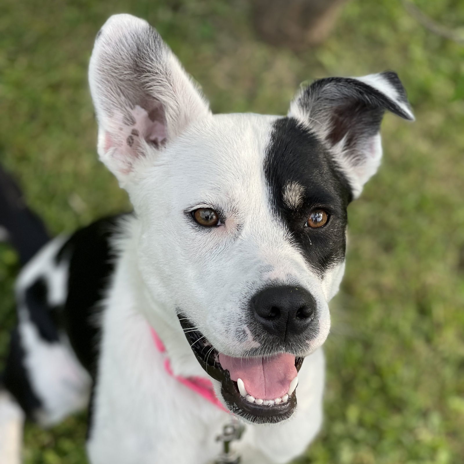 Padme, an adoptable Pit Bull Terrier in Fargo, ND, 58103 | Photo Image 2
