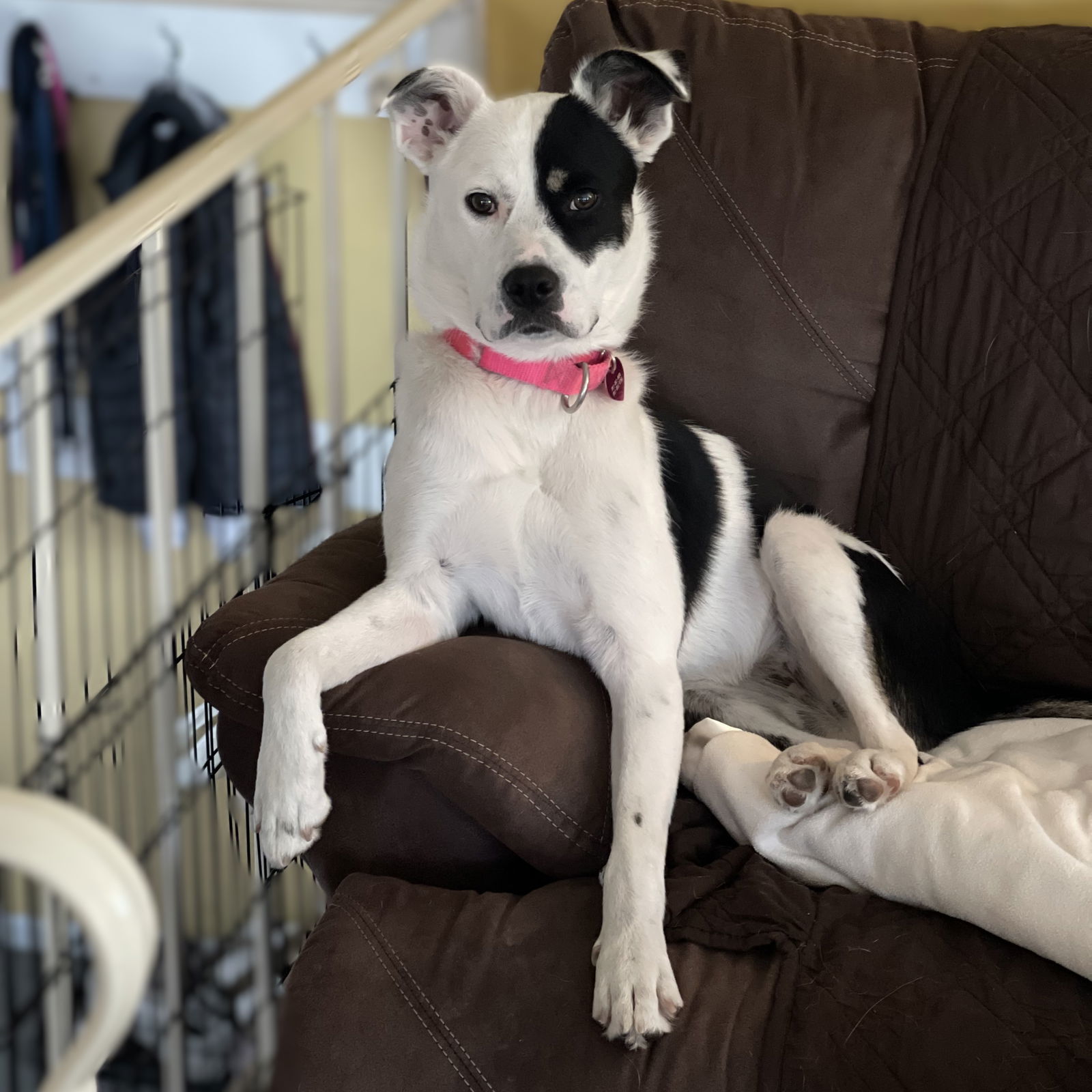 Padme, an adoptable Pit Bull Terrier in Fargo, ND, 58103 | Photo Image 3