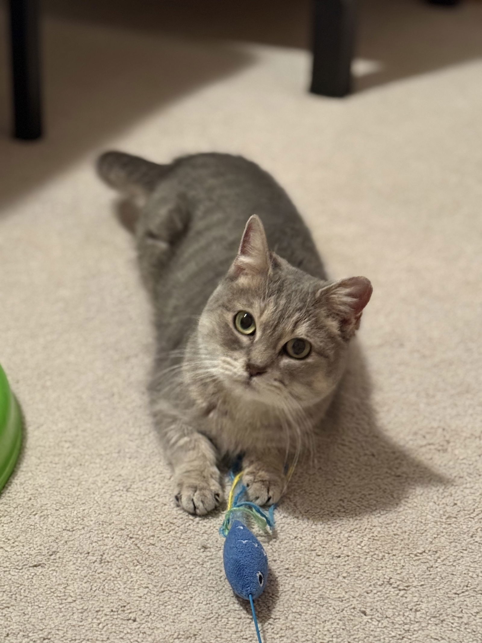 Chica, an adoptable Domestic Short Hair in Saint Cloud, MN, 56303 | Photo Image 2