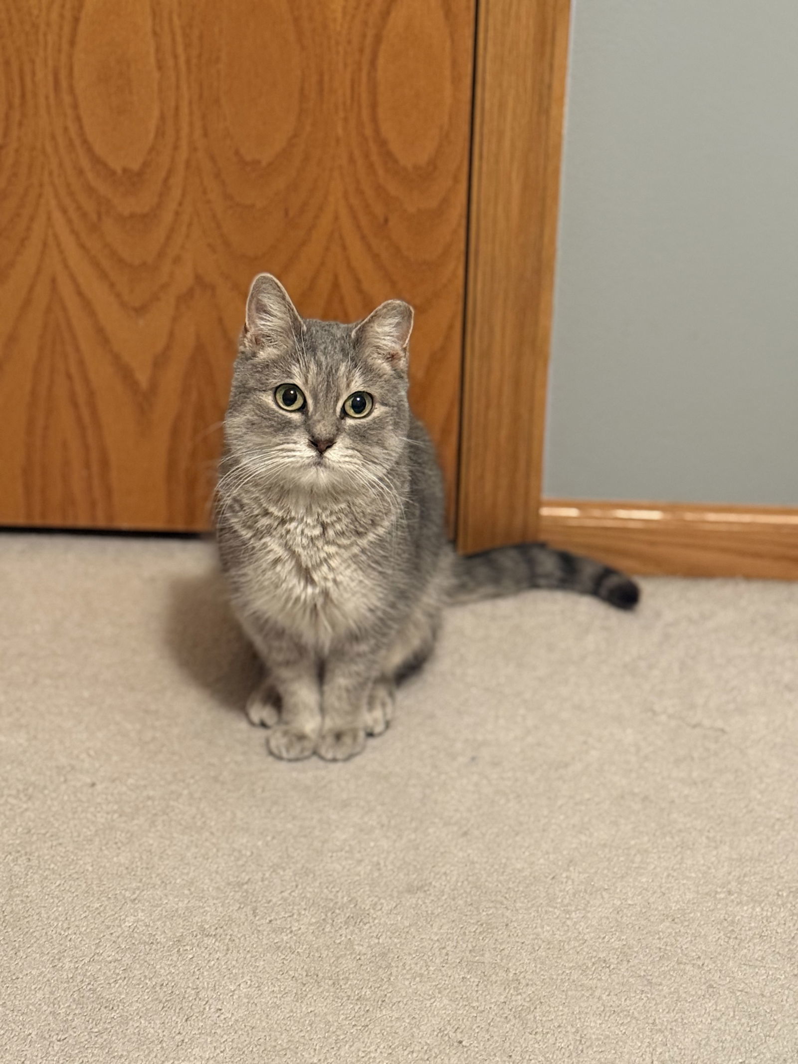Chica, an adoptable Domestic Short Hair in Saint Cloud, MN, 56303 | Photo Image 3