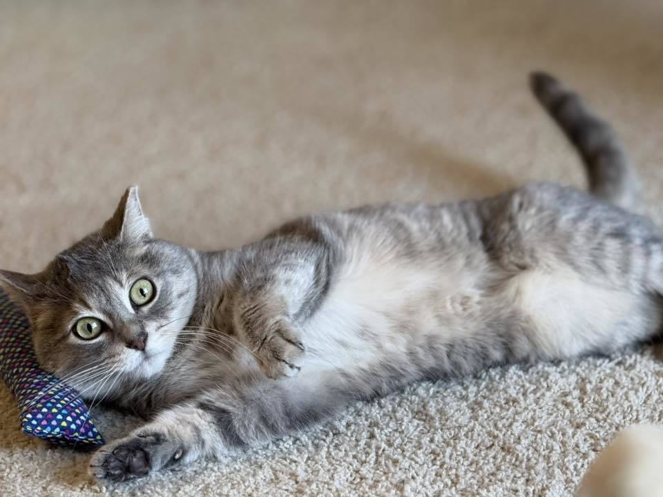 Chica, an adoptable Domestic Short Hair in Saint Cloud, MN, 56303 | Photo Image 3