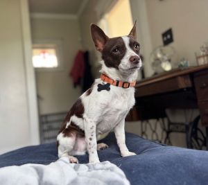 Animal Profile Aragorn is an estimated 2-year-old 11 lb Chihuahua mix He was rescued from Stanisl