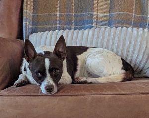 Aragorn Chihuahua Dog