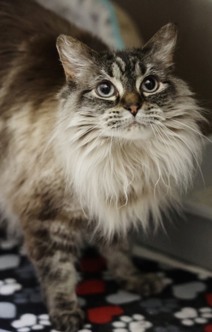 Coco, an adoptable Siamese, Ragdoll in Hastings, MN, 55033 | Photo Image 1