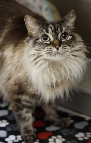 Coco, Adult Female unknown