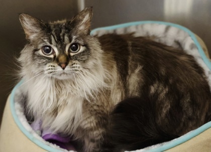 Coco, an adoptable Siamese, Ragdoll in Hastings, MN, 55033 | Photo Image 2