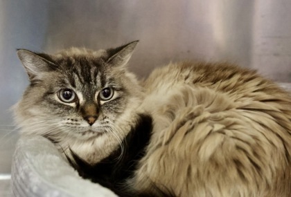 Coco, an adoptable Siamese, Ragdoll in Hastings, MN, 55033 | Photo Image 3
