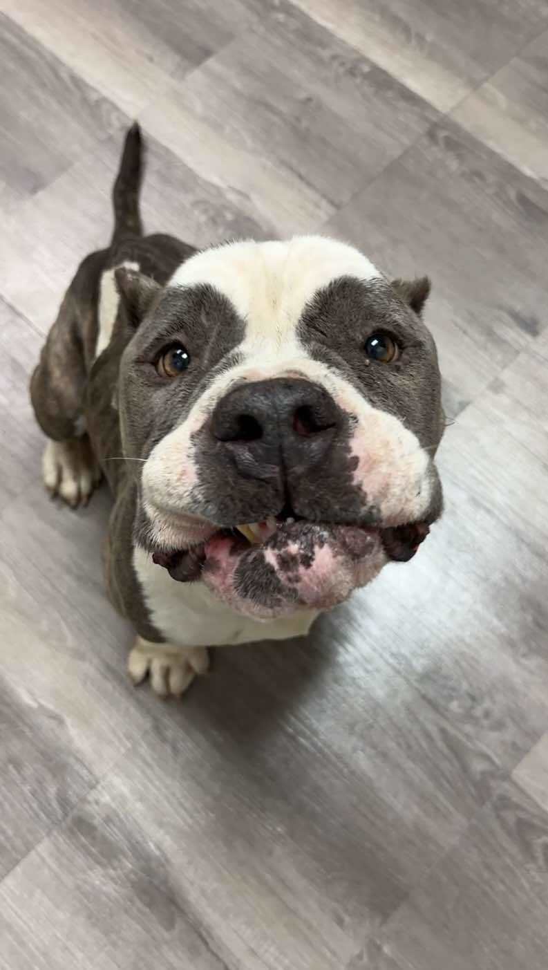 Titan 2, an adoptable English Bulldog in Arlee, MT, 59821 | Photo Image 1
